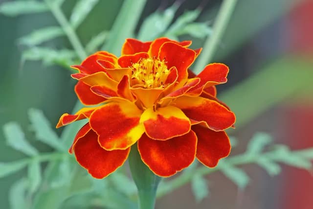 TAGETES PATULA FLOWER OIL 대표 사진