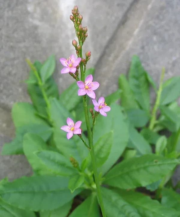 TALINUM FRUTICOSUM LEAF/STEM EXTRACT 대표 사진