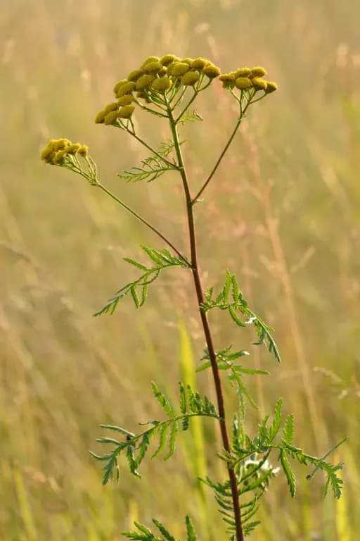 TANACETUM VULGARE FLOWER/LEAF/STEM EXTRACT 대표 사진