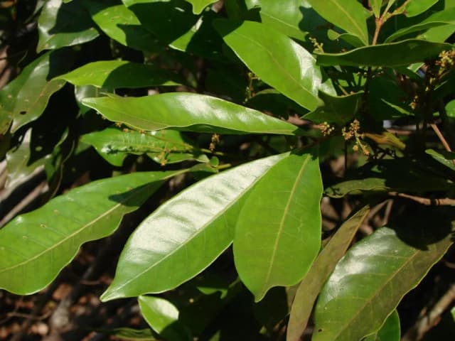 TAPIRIRA GUIANENSIS LEAF EXTRACT 대표 사진