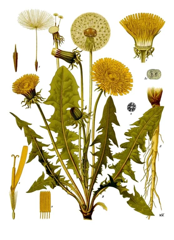 TARAXACUM OFFICINALE ROOT POWDER 대표 사진