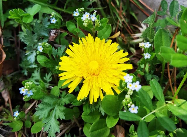 TARAXACUM PLATYCARPUM LEAF VESICLES 대표 사진