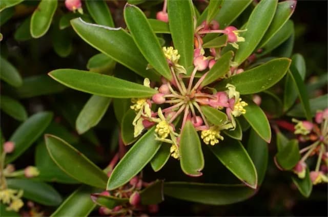 TASMANNIA LANCEOLATA FRUIT EXTRACT 대표 사진