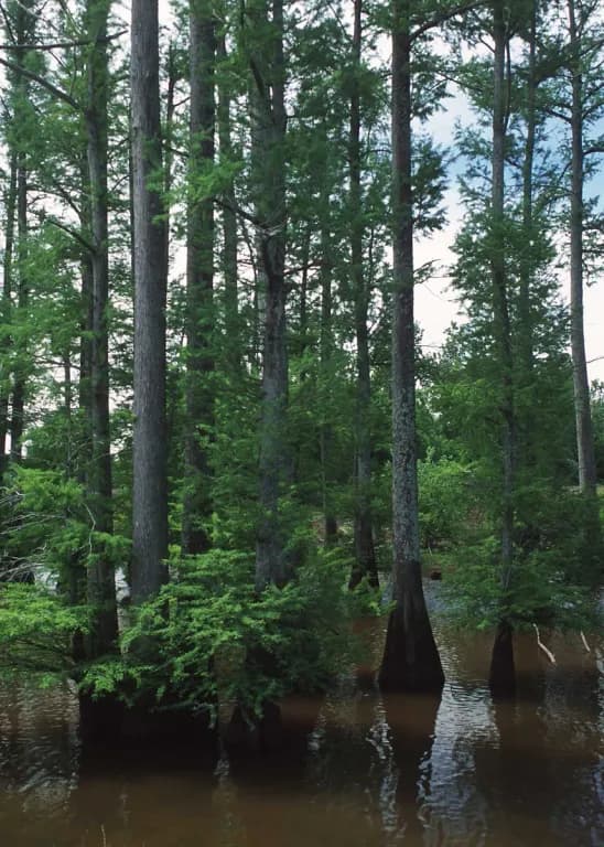 TAXODIUM DISTICHUM EXTRACT 대표 사진