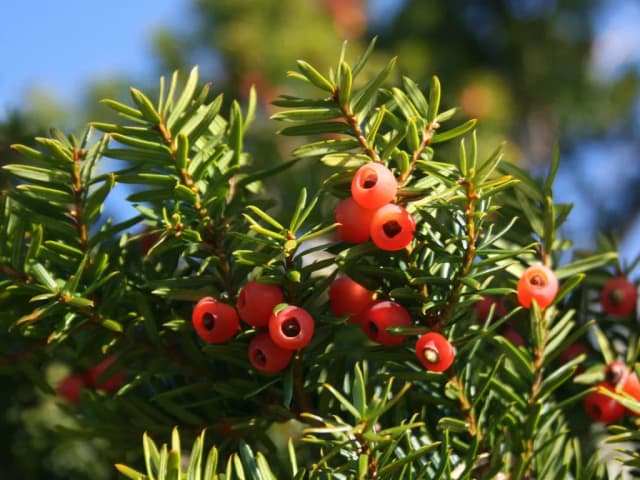 TAXUS CUSPIDATA CALLUS CULTURE EXTRACT 대표 사진