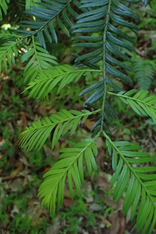 TAXUS MAIREI BRANCH/LEAF EXTRACT 대표 사진