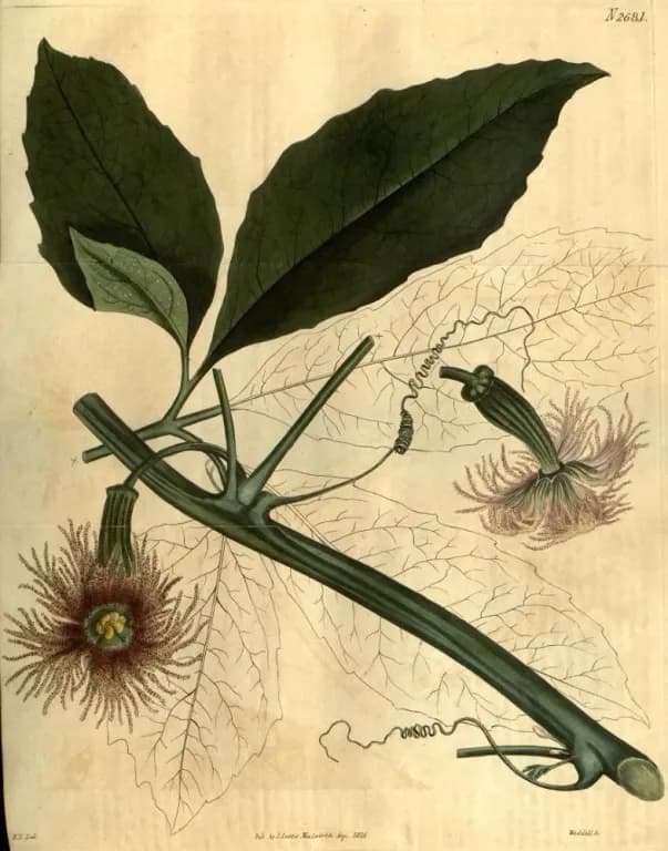 TELFAIRIA PEDATA OIL 대표 사진