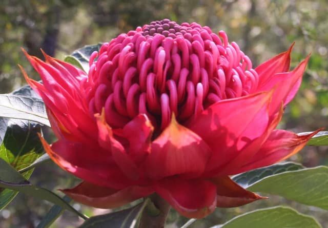 TELOPEA SPECIOSISSIMA FLOWER/LEAF EXTRACT 대표 사진