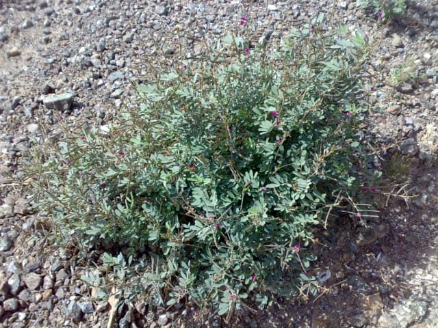 TEPHROSIA PURPUREA LEAF EXTRACT 대표 사진