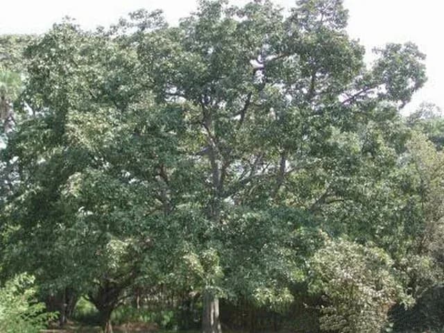 TERMINALIA BELLIRICA FRUIT OIL 대표 사진
