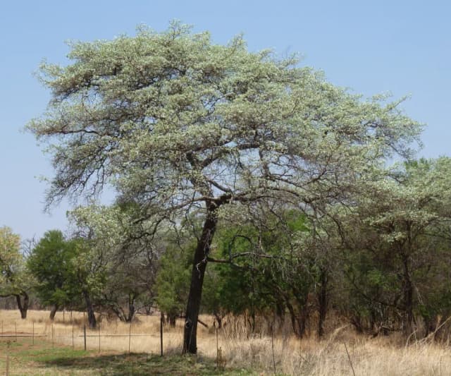 TERMINALIA SERICEA LEAF/STEM/TRUNK EXTRACT 대표 사진