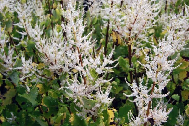 TETRADENIA RIPARIA LEAF FERMENT OIL 대표 사진