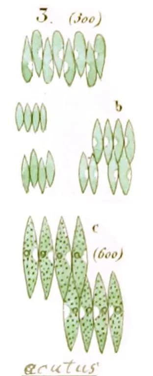 TETRADESMUS OBLIQUUS EXTRACT 대표 사진