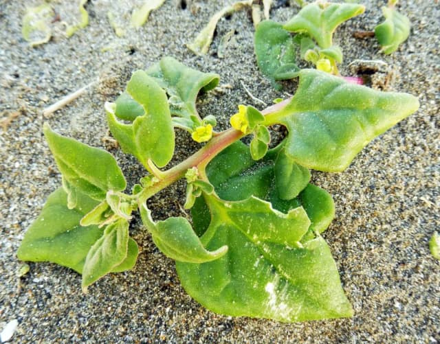 TETRAGONIA TETRAGONOIDES ADVENTITIOUS ROOT EXTRACT 대표 사진