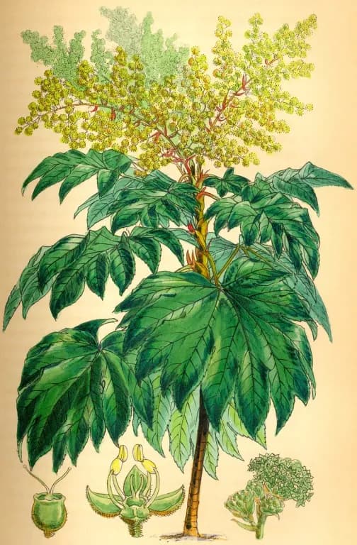 TETRAPANAX PAPYRIFER EXTRACT 대표 사진