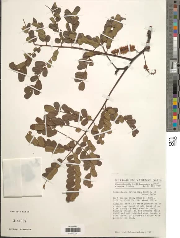 TETRAPLEURA TETRAPTERA FRUIT EXTRACT 대표 사진