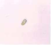 TETRASELMIS SUECICA EXTRACT 대표 사진