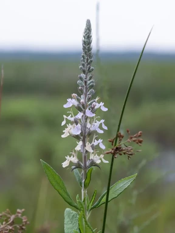 TEUCRIUM CANADENSE FLOWER/LEAF/STEM EXTRACT 대표 사진
