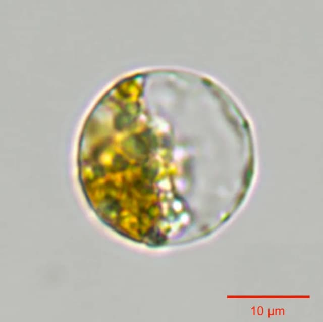 THALASSIOSIRA PSEUDONANA EXTRACT 대표 사진
