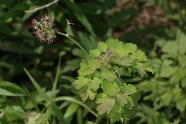 THALICTRUM OCCIDENTALE FLOWER EXTRACT 대표 사진
