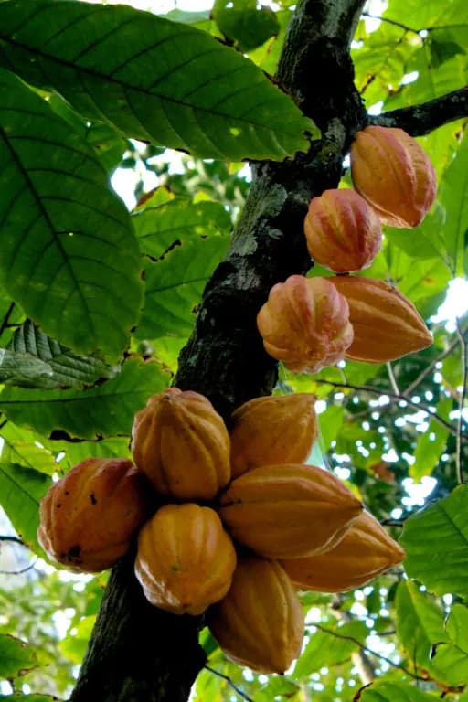 THEOBROMA CACAO SEED EXTRACT 대표 사진