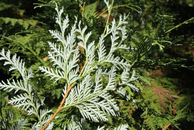 THUJA KORAIENSIS LEAF OIL 대표 사진