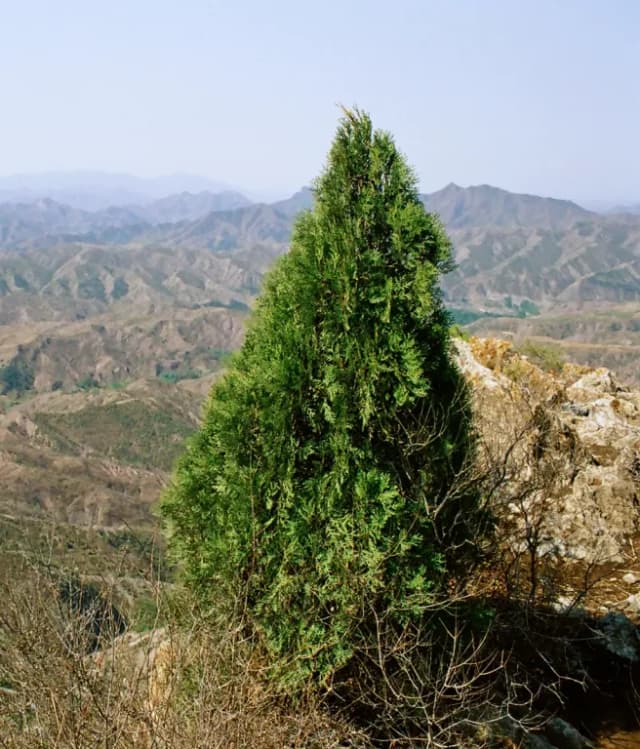 THUJA ORIENTALIS BRANCH/LEAF POWDER 대표 사진