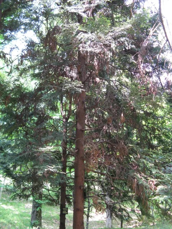 THUJOPSIS DOLABRATA STEM OIL 대표 사진