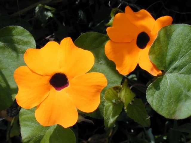 THUNBERGIA ALATA SEED EXTRACT 대표 사진