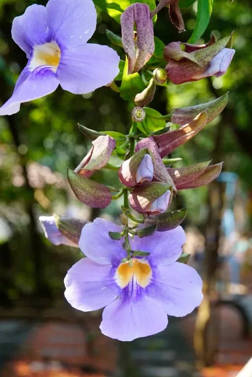 THUNBERGIA LAURIFOLIA LEAF EXTRACT 대표 사진