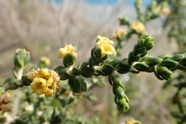 THYMELAEA HIRSUTA LEAF EXTRACT 대표 사진