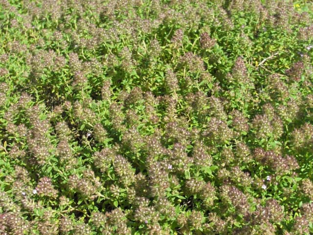 THYMUS PRAECOX EXTRACT 대표 사진