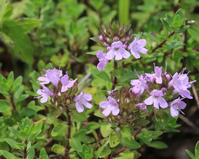 THYMUS QUINQUECOSTATUS WATER 대표 사진
