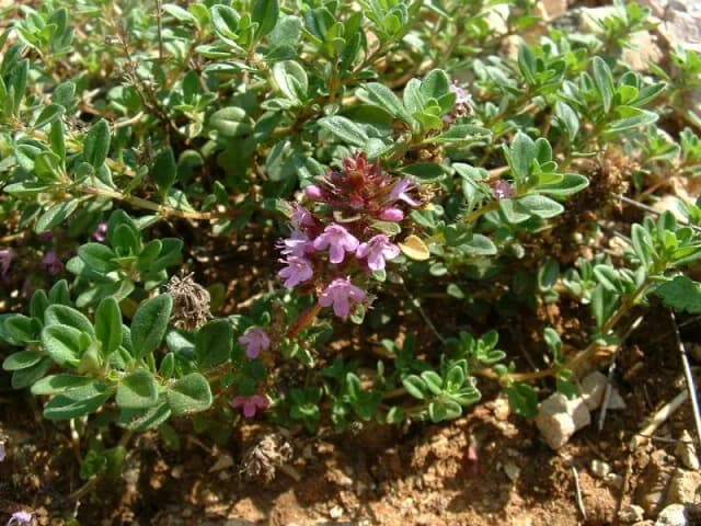 THYMUS SERPYLLUM LEAF EXTRACT 대표 사진