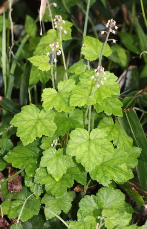 TIARELLA POLYPHYLLA EXTRACT 대표 사진