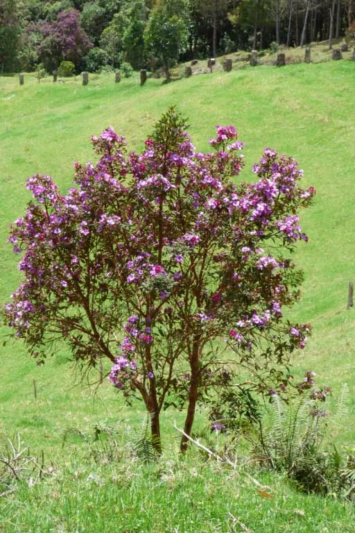 TIBOUCHINA LEPIDOTA BARK/FLOWER/LEAF EXTRACT 대표 사진