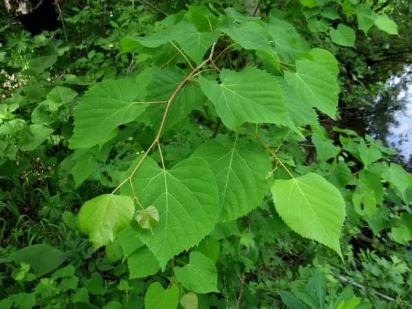 TILIA AMURENSIS LEAF/STEM EXTRACT 대표 사진