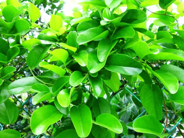 TILIACORA TRIANDRA LEAF/VINE EXTRACT 대표 사진