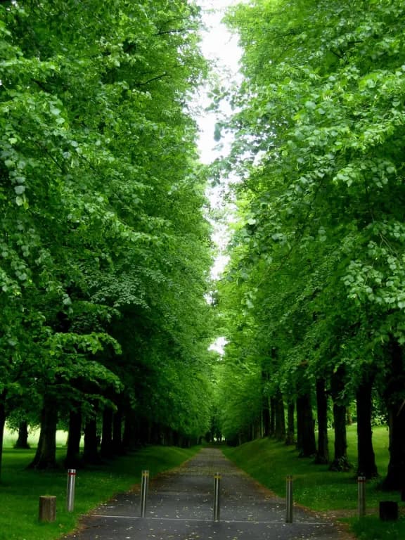 TILIA EUROPAEA FLOWER/LEAF EXTRACT 대표 사진