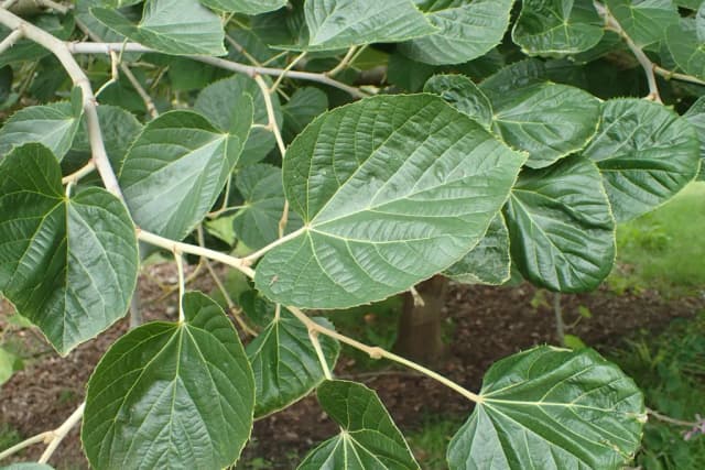 TILIA MANDSHURICA LEAF EXTRACT 대표 사진