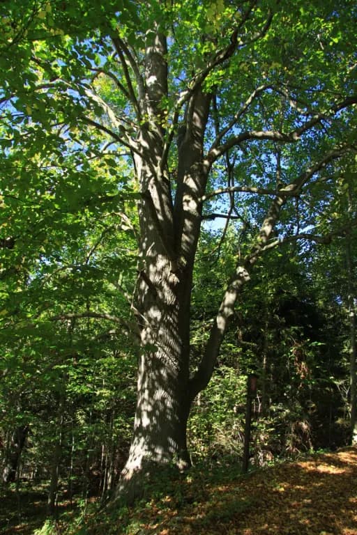 TILIA PLATYPHYLLOS BARK EXTRACT 대표 사진