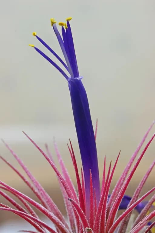 TILLANDSIA IONANTHA EXTRACT 대표 사진