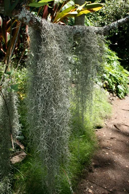 TILLANDSIA USNEOIDES CALLUS EXTRACT 대표 사진