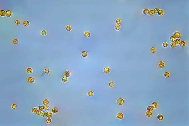 TISOCHRYSIS LUTEA OIL 대표 사진