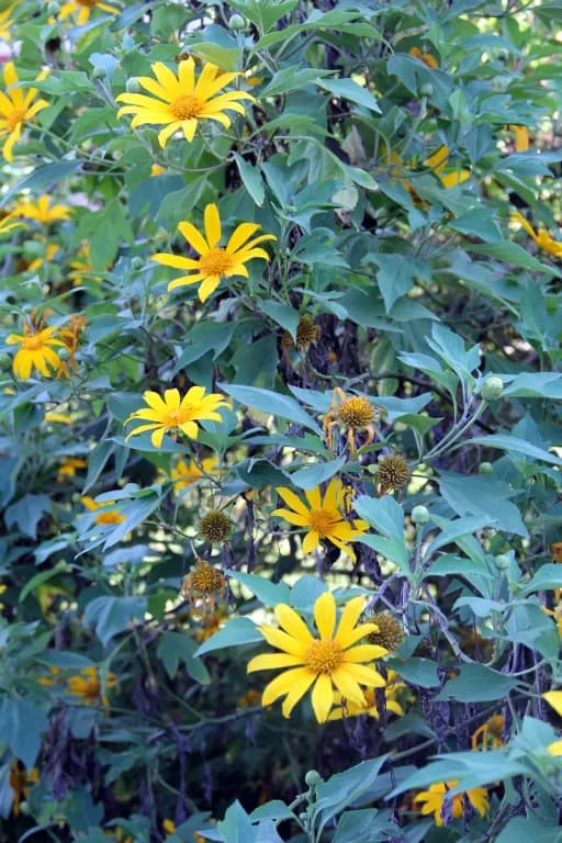 TITHONIA DIVERSIFOLIA FLOWER/LEAF/STEM EXTRACT 대표 사진