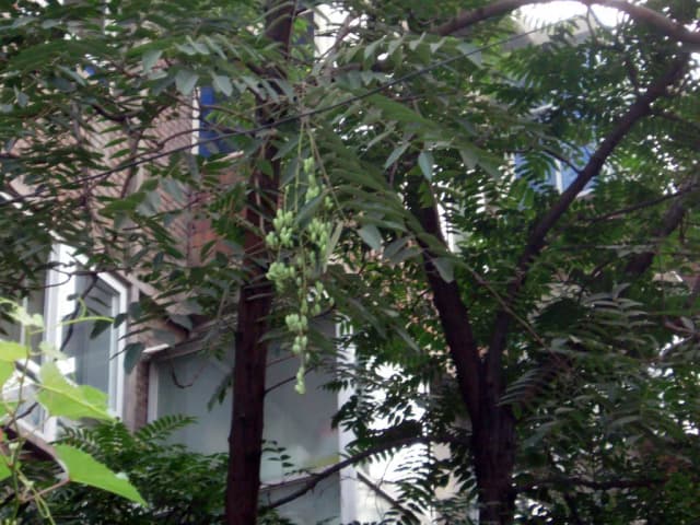 TOONA SINENSIS LEAF EXTRACT 대표 사진