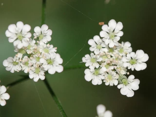 TORILIS JAPONICA SEED EXTRACT 대표 사진
