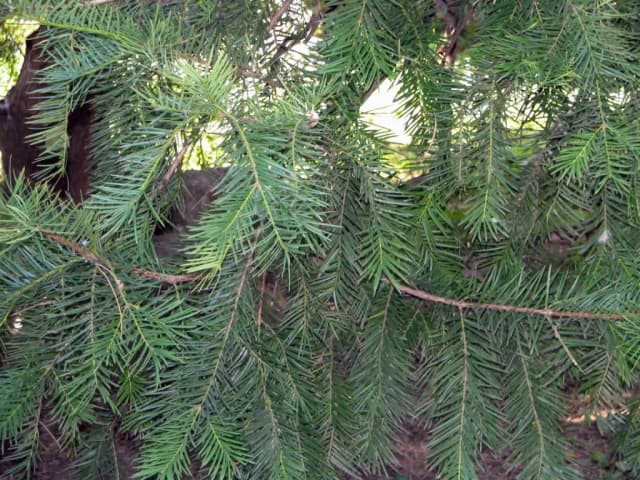 TORREYA NUCIFERA CALLUS EXTRACT 대표 사진