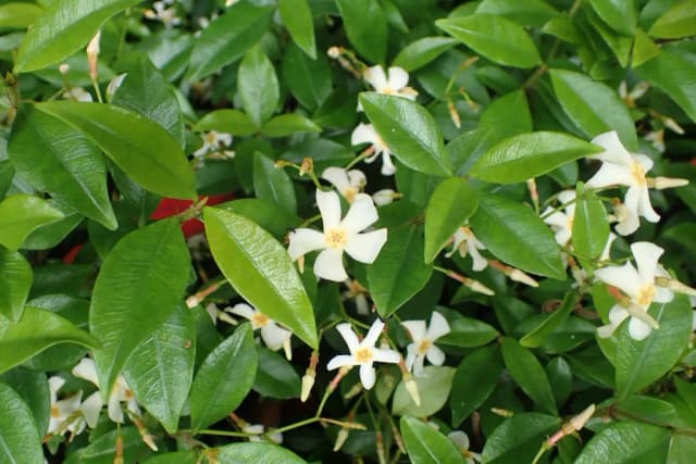 TRACHELOSPERMUM ASIATICUM FLOWER/LEAF/STEM EXTRACT 대표 사진