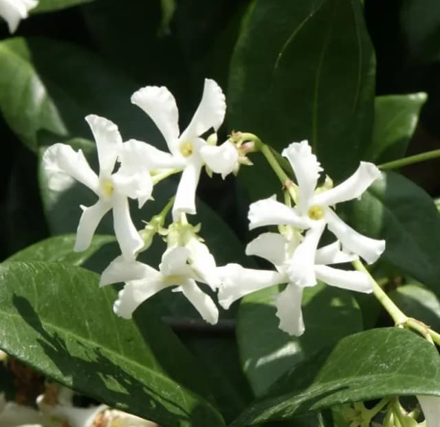 TRACHELOSPERMUM JASMINOIDES EXTRACT 대표 사진